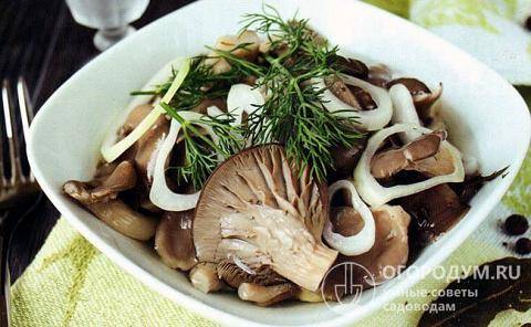 Маринованные вешенки: топ 11 очень вкусных рецептов быстрого приготовления