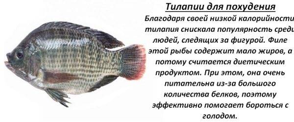 Рыба тилапия