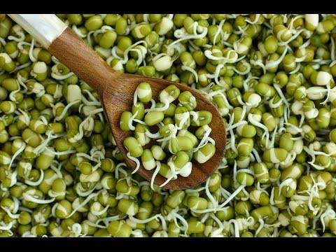 Самые лучшие рецепты маслят!