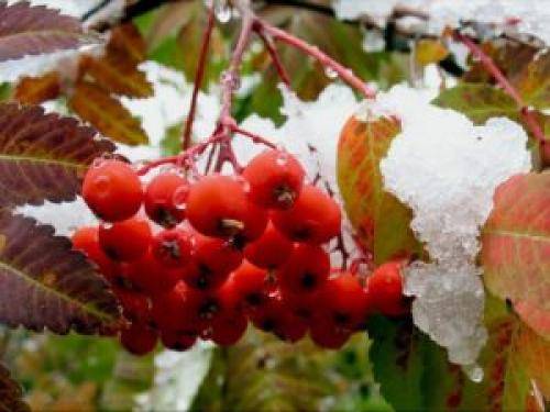 Полезная настойка из калины: рецепты приготовления в домашних условиях