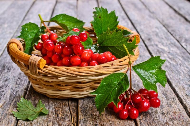 Полезная настойка из калины: рецепты приготовления в домашних условиях