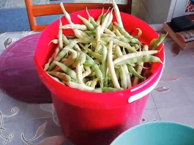Стручковая фасоль