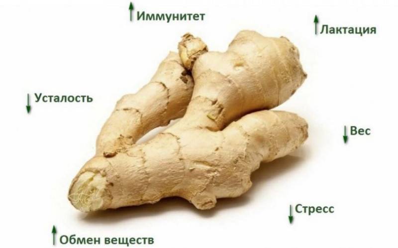 Настойка имбирная: рецепт на водке в домашних условиях